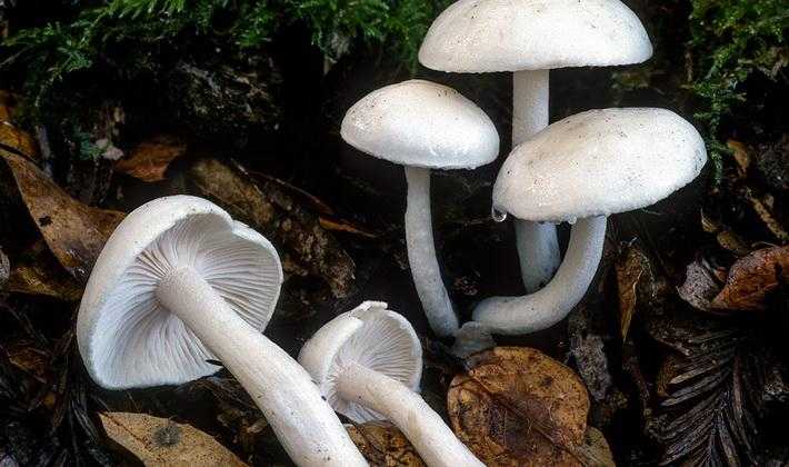 Виды ядовитых опят и как их отличить от съедобных грибов