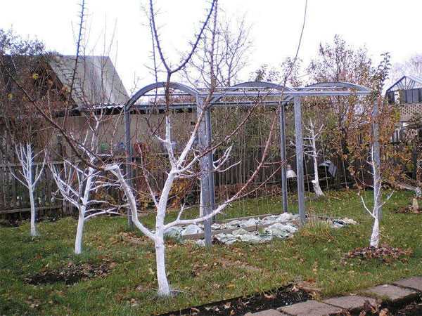 Обработка яблонь осенью от вредителей и болезней: полезные средства и рецепты