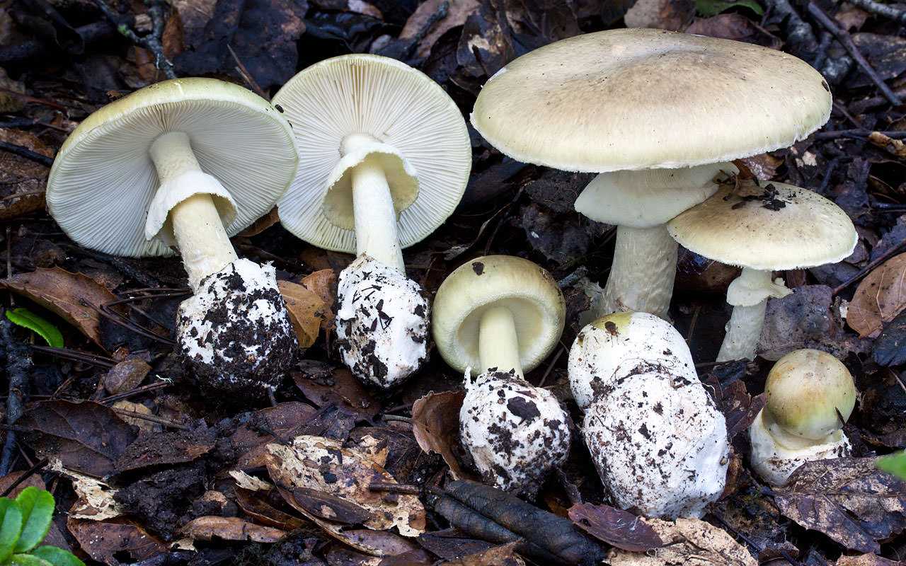 Сыроежка ломкая: описание и фото фиолетового гриба