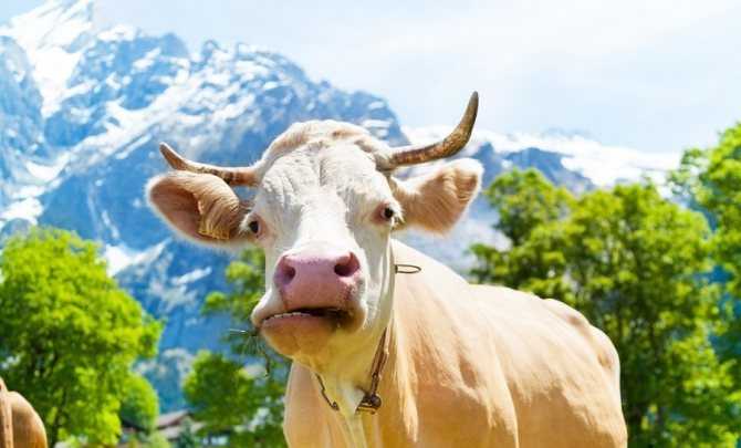 Корова плохо ест: почему, что делать