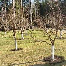 Подкормка плодовых деревьев и кустарников весной: чем и как удобрять
