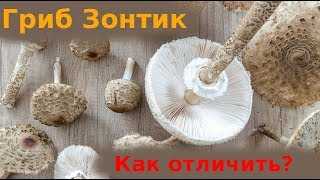 Зонтик пёстрый гриб (macrolepiota procera): описание + фото, приготовление и выращивание