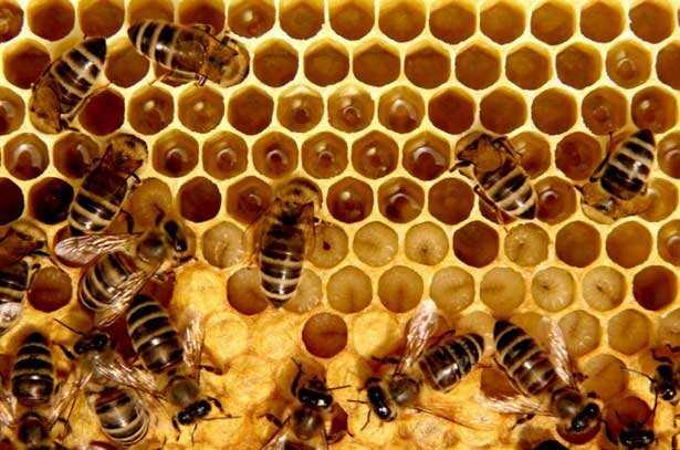 Как пчелы делают и производят мед: этапы добычи