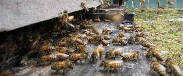 Воровство пчел: что это за явление, его причины и как с ним бороться?