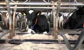 Разведение крс (крупного рогатого скота), выращивание коров, как разводить