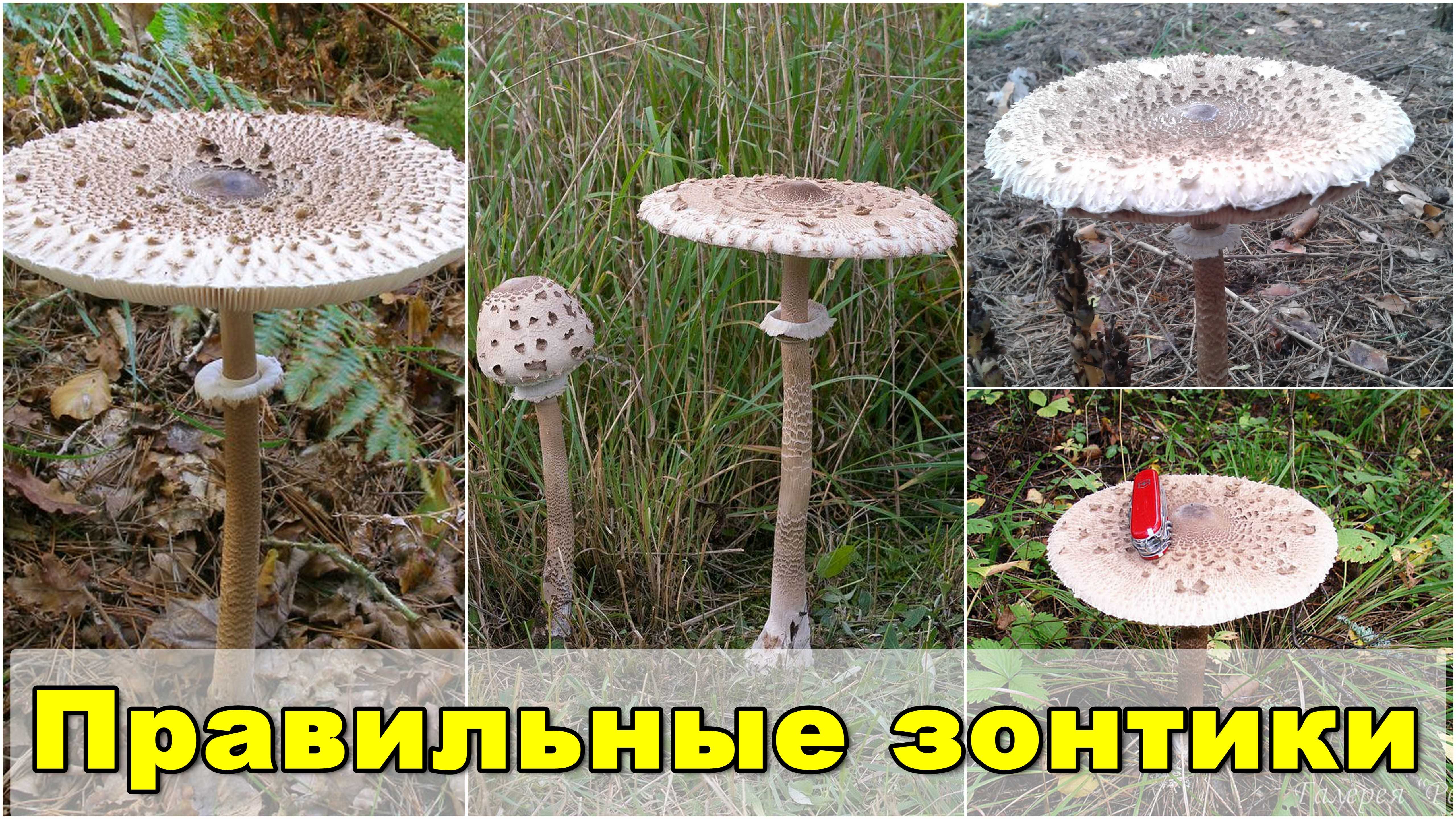 Зонтик пёстрый гриб (macrolepiota procera): описание + фото, приготовление и выращивание