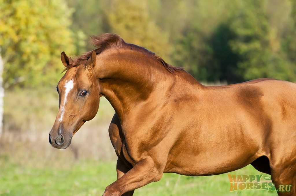 Кони дона: внешние признаки донской лошади, развитие лошадей донской породы