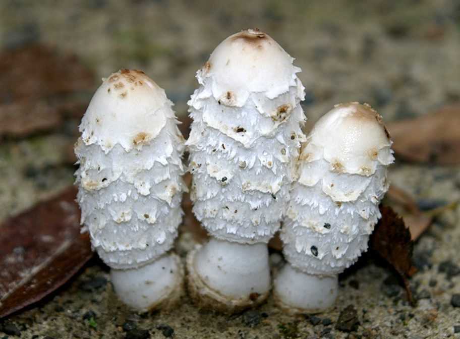Сенный навозник – гриб, оказывающий галлюциногенный эффект