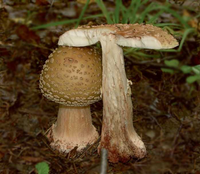 Мухомор виттадини – съедобный или ядовитый гриб?