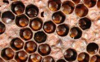 Окситетрациклин для пчел: инструкция по примененению