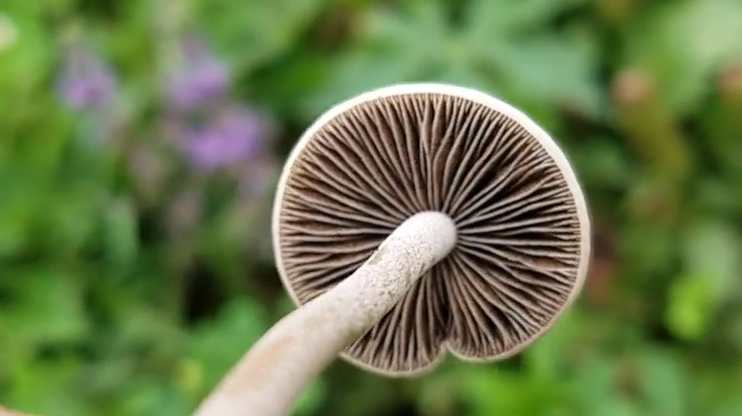 Топ-10 популярных съедобных грибов: фото и описание
