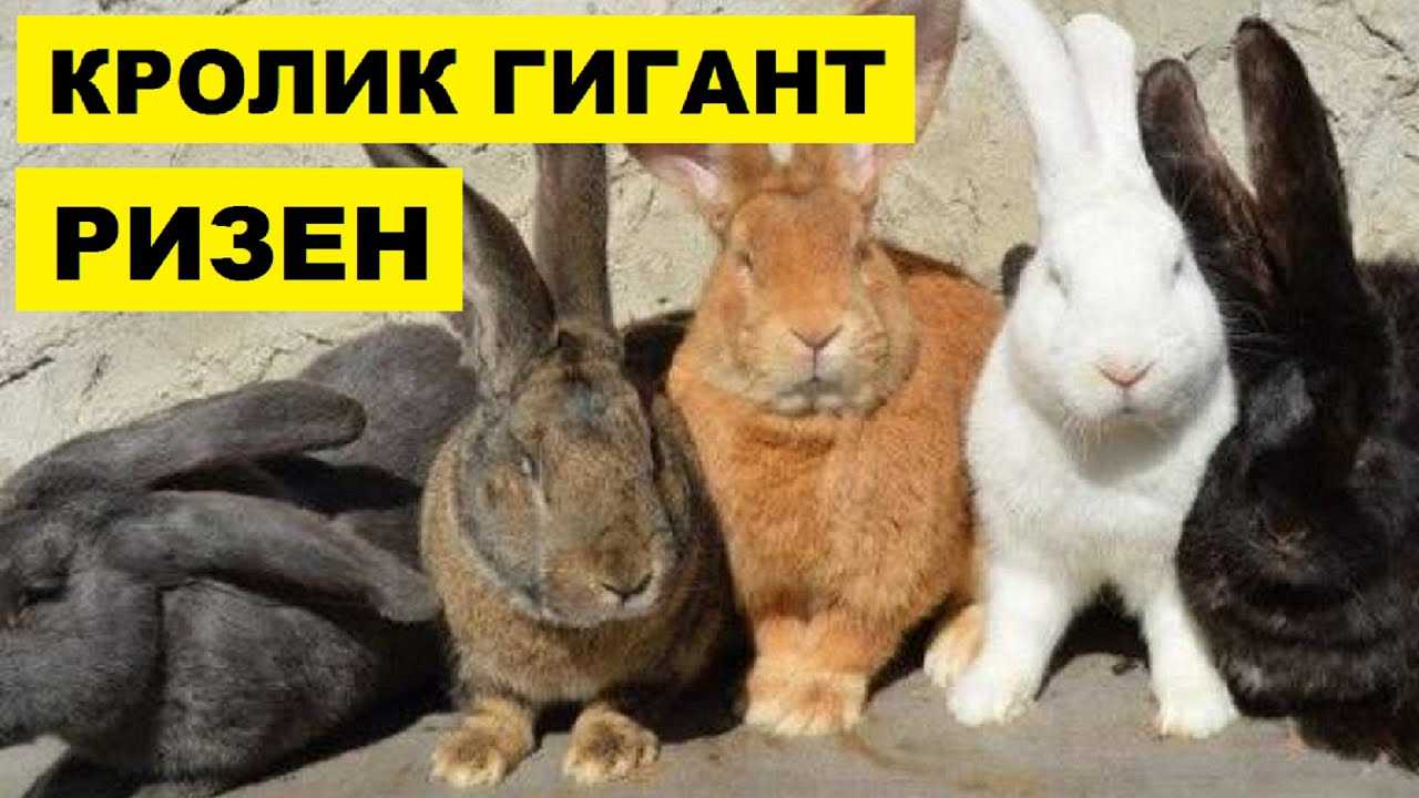 Кролики породы ризен - немецкий великан, описание, разведение, фото и видео | россельхоз.рф