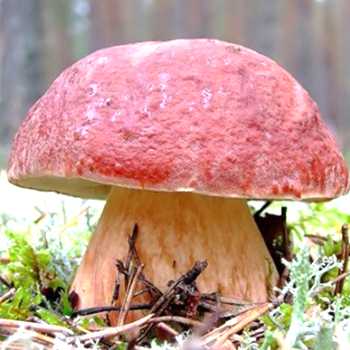 Можно ли вырастить белые грибы дома