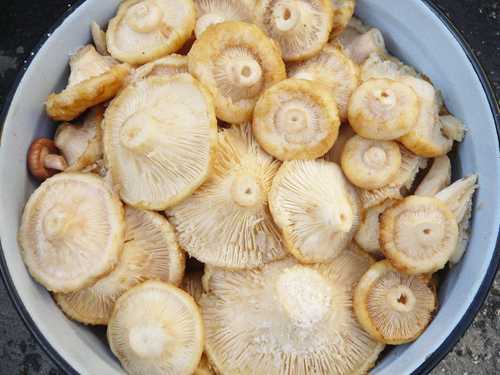 Горчат ли рядовки и как приготовить грибы, чтобы не горчили: первичная обработка
