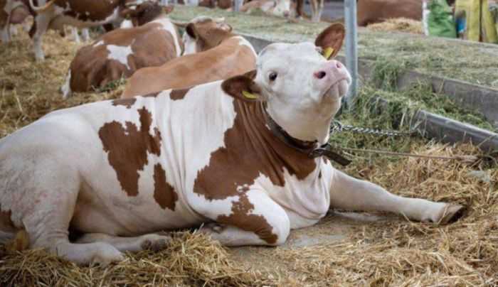 Что делать, если корова отелилась: как рождается телёнок и как понять, что перехаживает