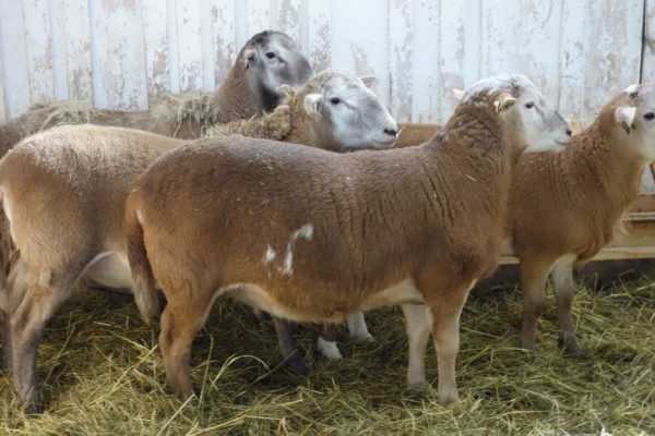 Катумские овцы: описание и характеристики породы, особенности содержания