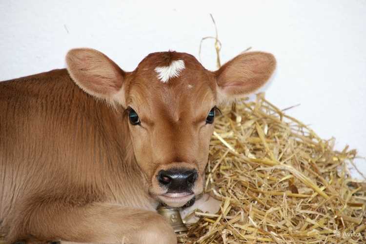 Кормление телят: как кормить теленка в домашних условиях? сколько давать молока новорожденному? кормушки для выпойки телят