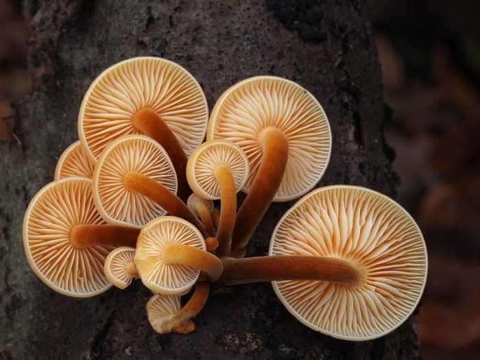 Гимнопус дуболюбивый (gymnopus dryophilus) –  грибы сибири