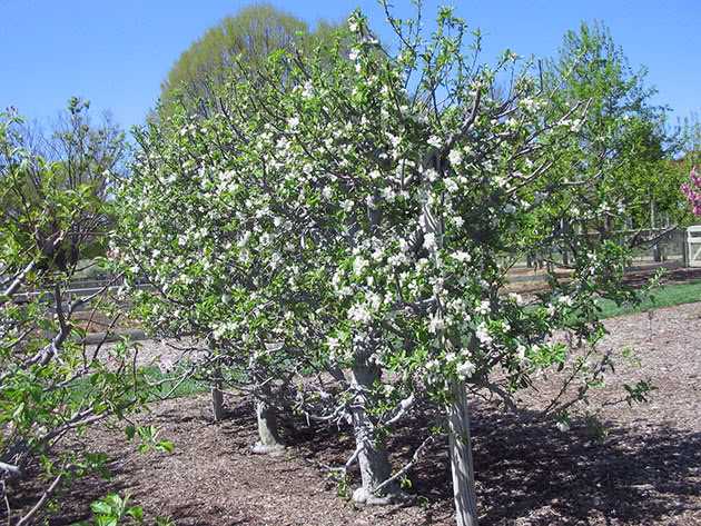 Яблоня: посадка и уход в открытом грунте