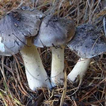 Что делать, если грузди потемнели. Из-за чего грибы синеют и чернеют при обработке. Можно ли есть потемневшие грузди, как вернуть им белый цвет.