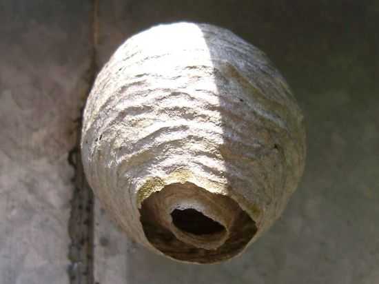 Укус пчелы, осы, что делать? первая помощь при укусе пчелы, осы, шершня. :: polismed.com