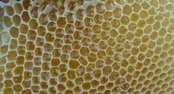 Настойка пчелиного подмора
