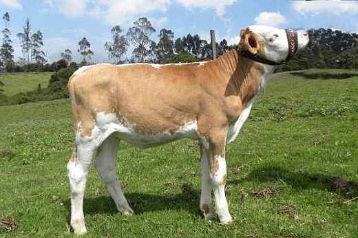 Характеристика симментальской породы коров: описание и достоинства симменталок