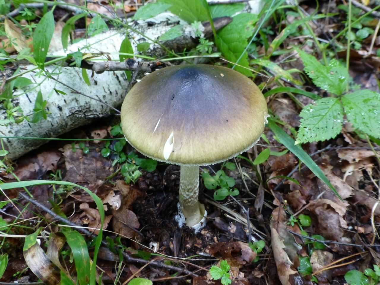 Осенние грибы — когда и какие пойдут, как отличить от опасных двойников. отдых. мтс/медиа