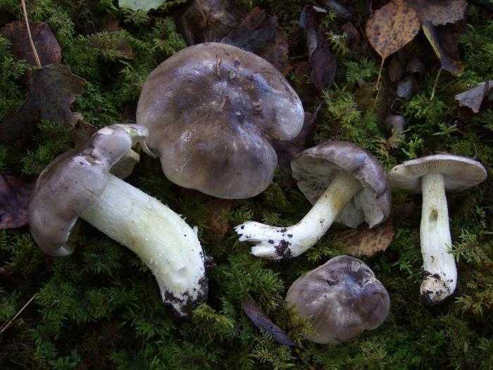 Серушка (lactarius flexuosus): описание гриба, как выглядит на фото