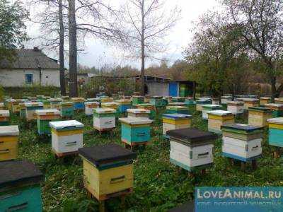 Пчеловодство как бизнес: есть ли выгода?