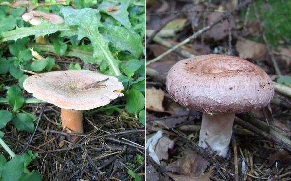Яркие грибы рыжики ложные: фото и описание