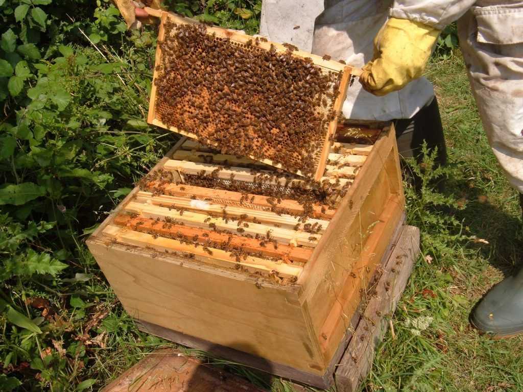 Инвентарь для пчеловодства
