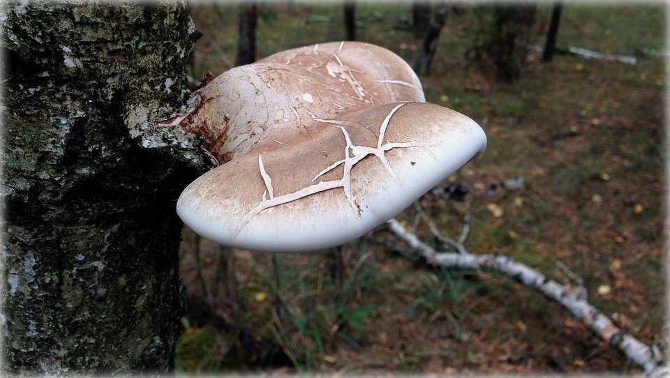 Трутовик серно-жёлтый (куриный гриб): фото и описание, где растёт, лечебные свойства, систематика