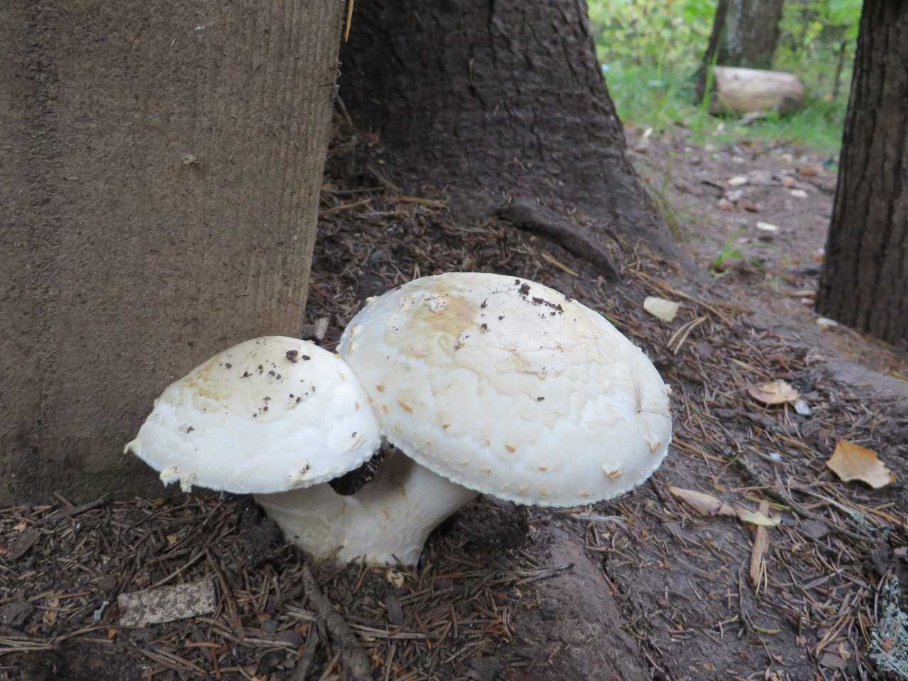 Какие существуют виды съедобных грибов шампиньонов: фото и описание, как выглядят лесные разновидности