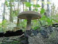 Как отличить съедобный гриб от несъедобного: проверенные способы