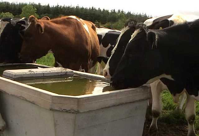 Тепловой стресс у коров. как пережить жару и не потерять в молоке?