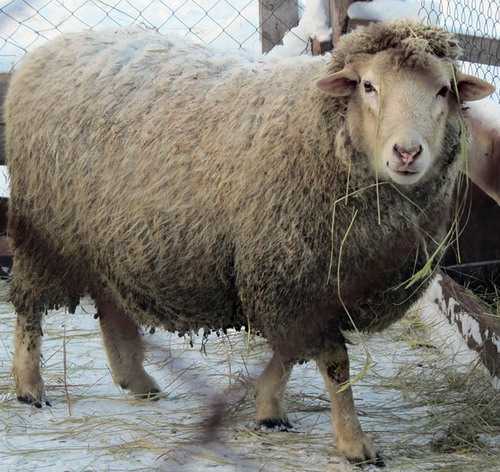 Эдильбаевская порода овец: особенности, содержание и разведение