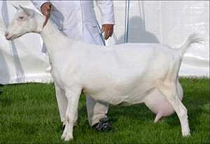 Фото коз и описание характеристик молочной породы