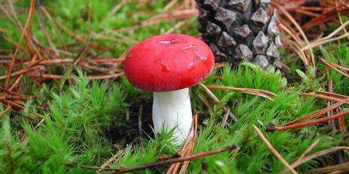 Сыроежка ломкая: описание и фото фиолетового гриба