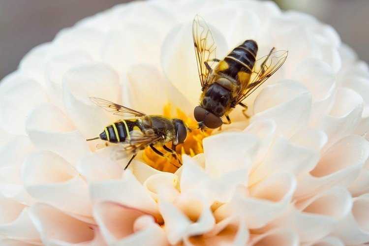 Как объединить пчелиные семи осенью