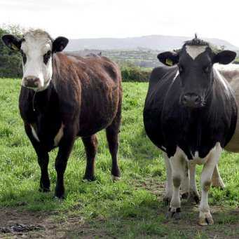 Вакцинация крс (крупного рогатого скота): правила и схема введения