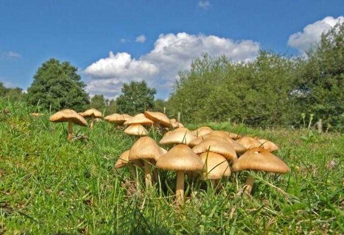 Календарь грибника 2021 – когда собирать грибы?