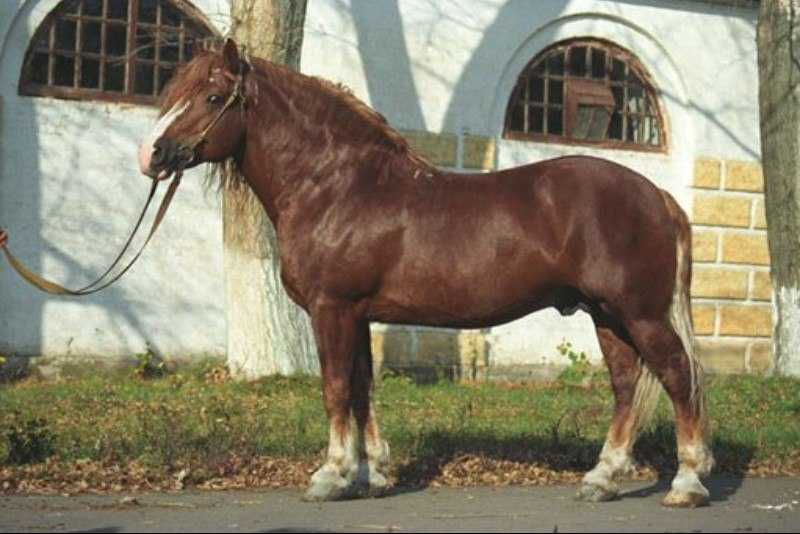 Тяжеловозные породы лошадей – аграрий