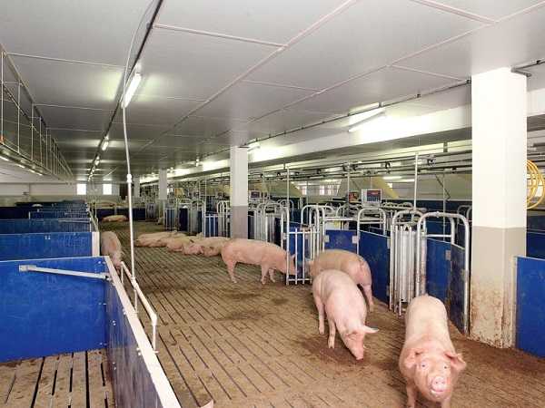 Бизнес на свиньях в домашних условиях: сколько можно заработать, какие документы нужны – персональный blog freo