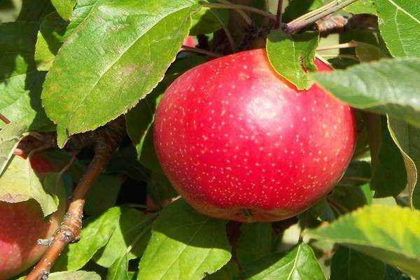 Особенности сорта яблони «пепин шафранный»