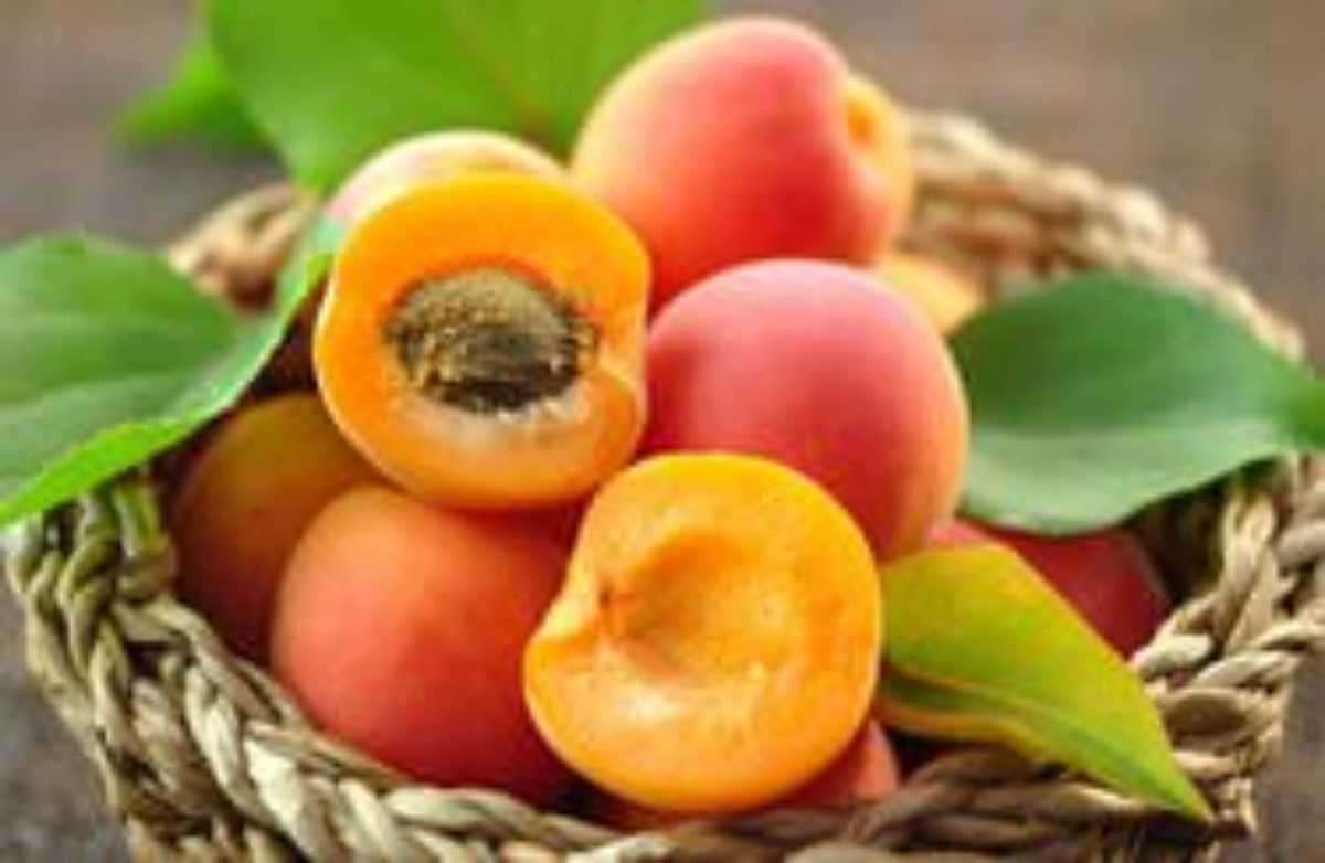 Описание и выращивание абрикоса сорта маньчжурский