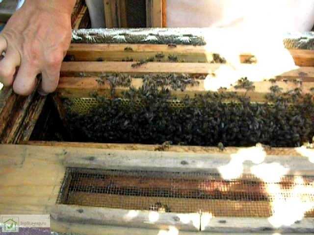 Особенности двухматочного содержания пчел