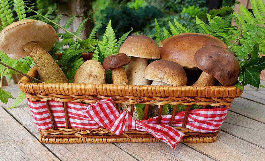 Маринад для грибов - как вкусно приготовить для быстрого маринования или банках на зиму