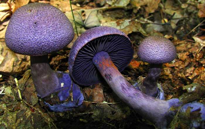 Паутинник бело-фиолетовый