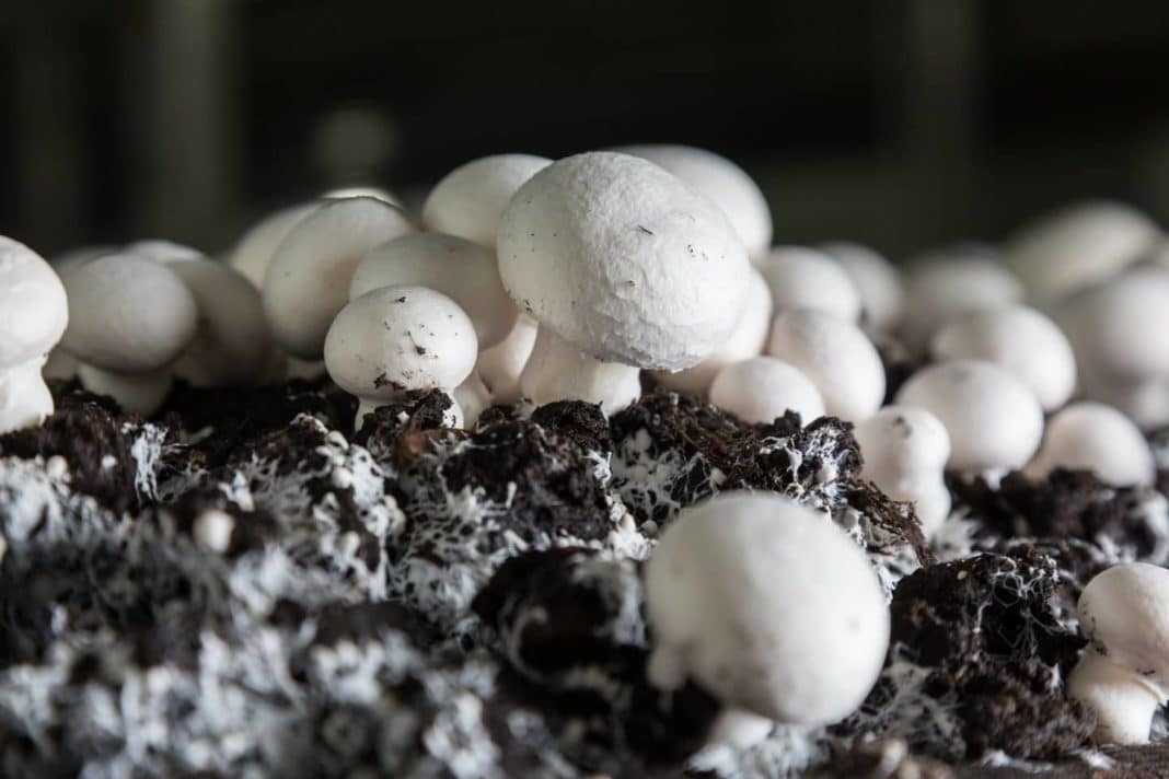 Как получить мицелий грибов в домашних условиях - agroflora.ru